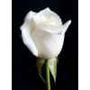 White Rose