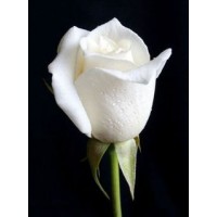 White Rose