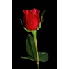 Red Rose