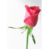 Hot Pink Rose